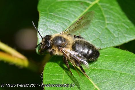 Meidoornzandbij ♀