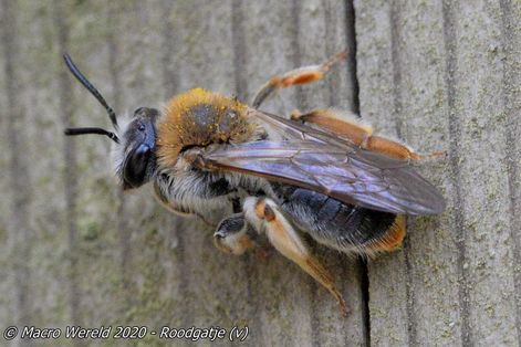 Roodgatje ♀