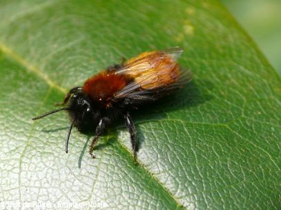 Tawny Mining Bee