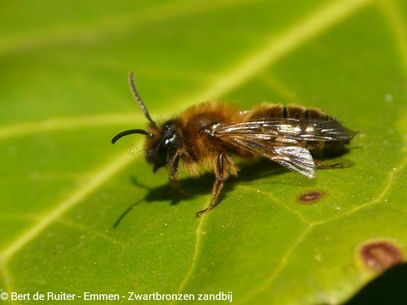 Buffish Mining Bee