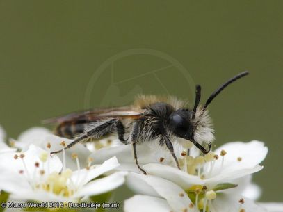 Red-bellied Miner ♂