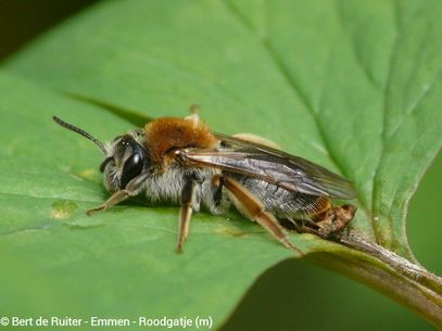 Red-bellied Miner