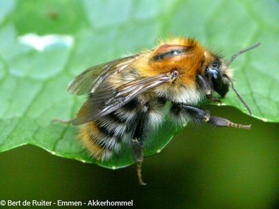 Common Carder Bumblebee