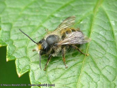 Red Mason Bee ♂