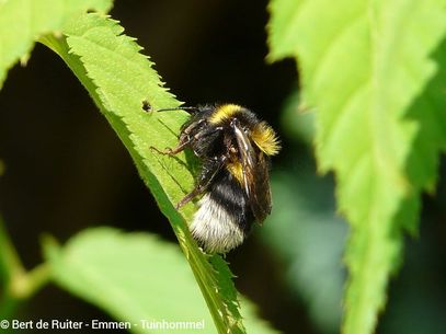 Garden Bumblebee