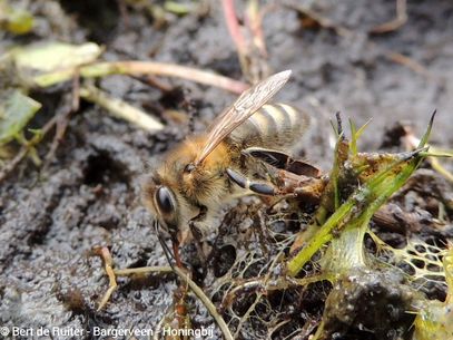 Honeybee