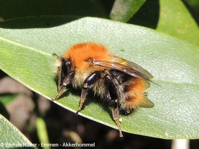 Common Carder Bumblebee