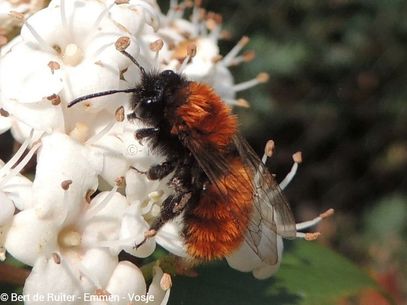 Tawny Mining Bee