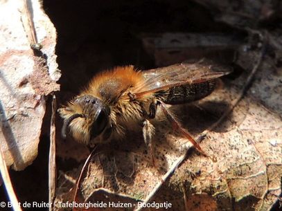 Red-bellied Miner