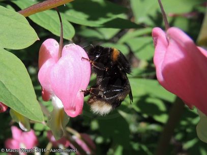 Buff-tailed Bumblebee