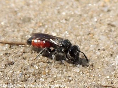 Blood Bee