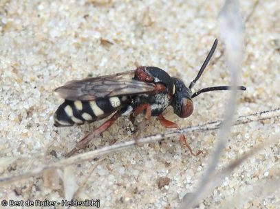 Red-thighed Epeolus