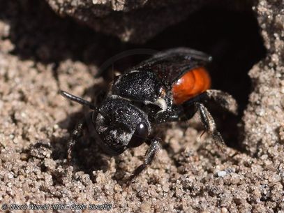 Giant Blood Bee