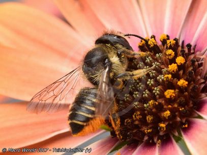Patchwork Leafcutter Bee ♀
