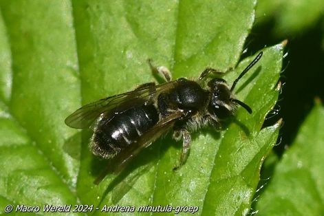 Andrena minutula-groep
