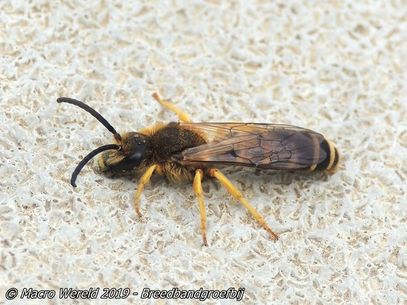 Great Banded Furrow Bee