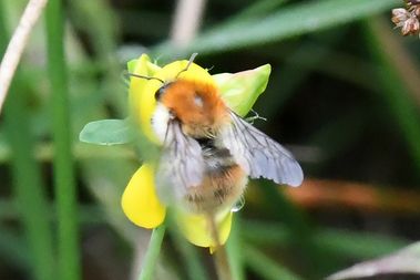 Heidehommel