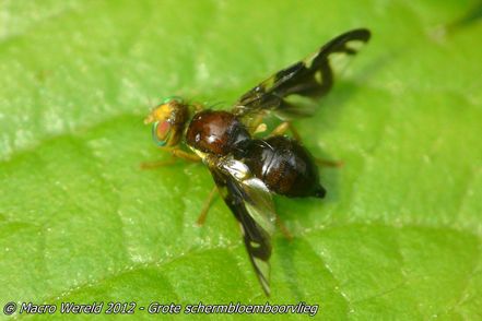 Grote schermbloemboorvlieg