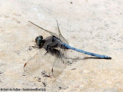 Beekoeverlibel ♂