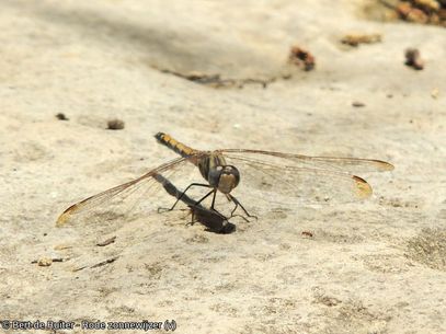 Rode zonnewijzer ♀