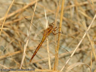 Beekoeverlibel ♀