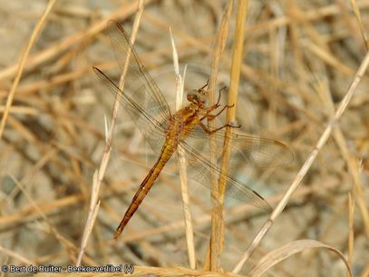 Beekoeverlibel ♀