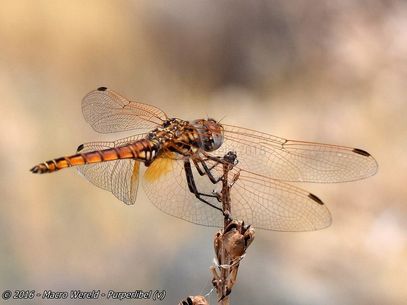 Purperlibel ♀