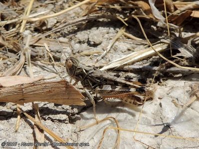 Moroccan Locust