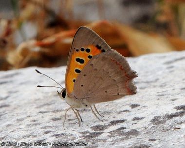 Kleine vuurvlinder