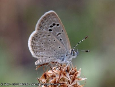 Oostelijk amethistblauwtje