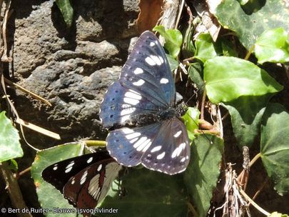 Blauwe ijsvogelvlinder