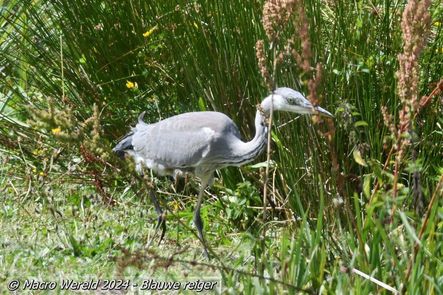 Blauwe reiger