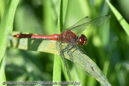 Bloedrode heidelibel ♂
