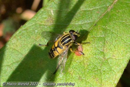 Gewone pendelvlieg ♀