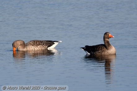 Grauwe gans