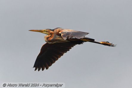 Purperreiger