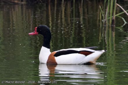 Common Shelduck ♂