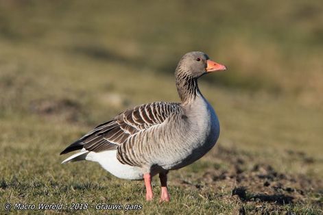 Grauwe gans ♀