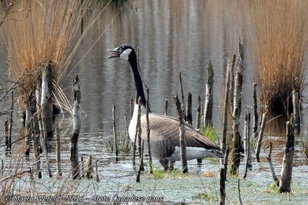Greater Canada Goose