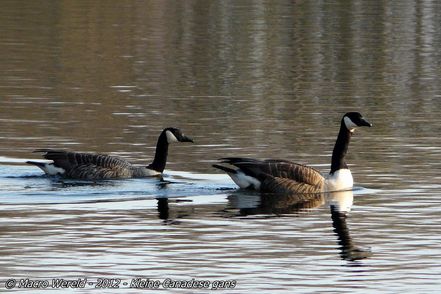 Lesser Canada Geese