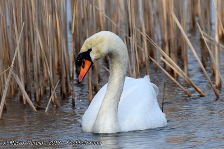 Mute Swan