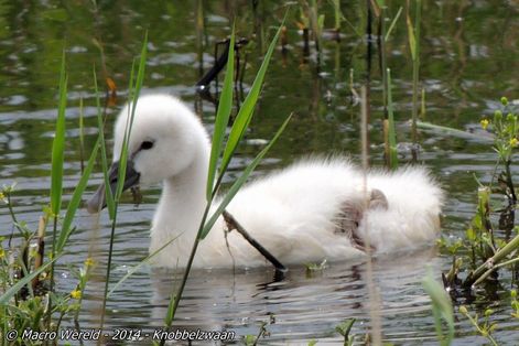 Knobbelzwaan (juveniel)