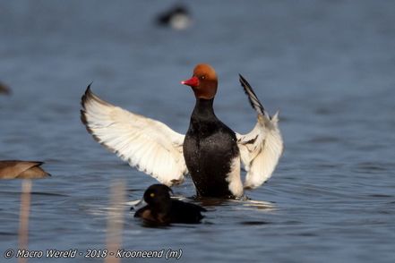 Red-crested Pochard ♂