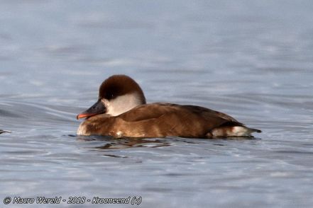 Red-crested Pochard ♀