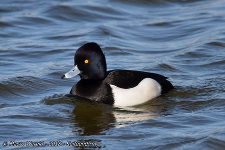 Tufted Duck ♂