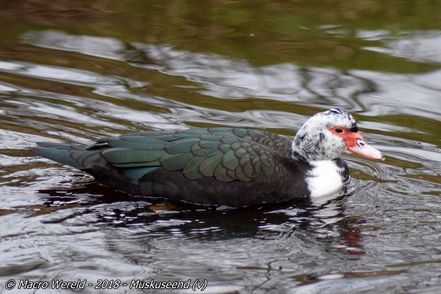 Muscovy Duck ♀