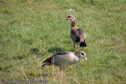 Egyptian Geese