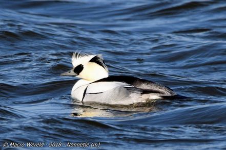 Smew ♂