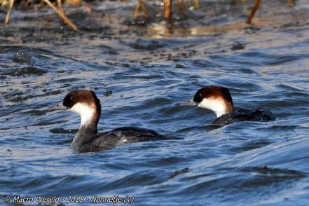 Smew ♀