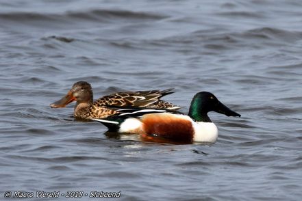 Northern Shovelers